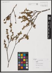 Foto von Salix L.